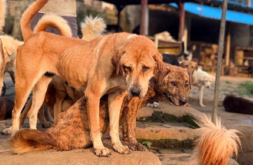 Two shelter dogs standing close together in the sunshine